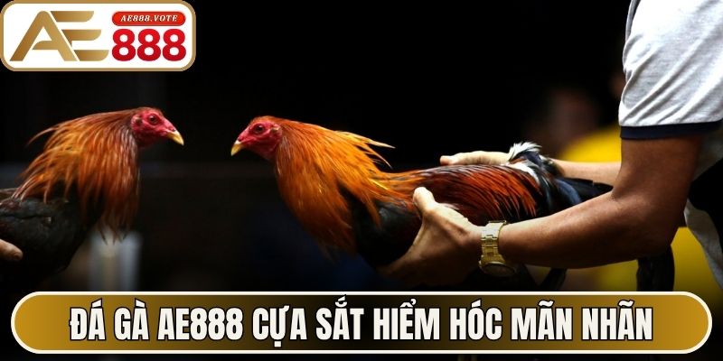 Đá Gà AE888 - Đấu Trường Chọi Kê Trực Tuyến Mượt Mà 3 Đá gà AE888 cựa sắt hiểm hóc mãn nhãn