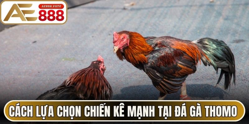 Đá Gà Thomo AE888 - Luật Đặt Cược Và Mẹo Chọn Chiến Kê 3 Cách lựa chọn chiến kê mạnh tại đá gà Thomo AE888