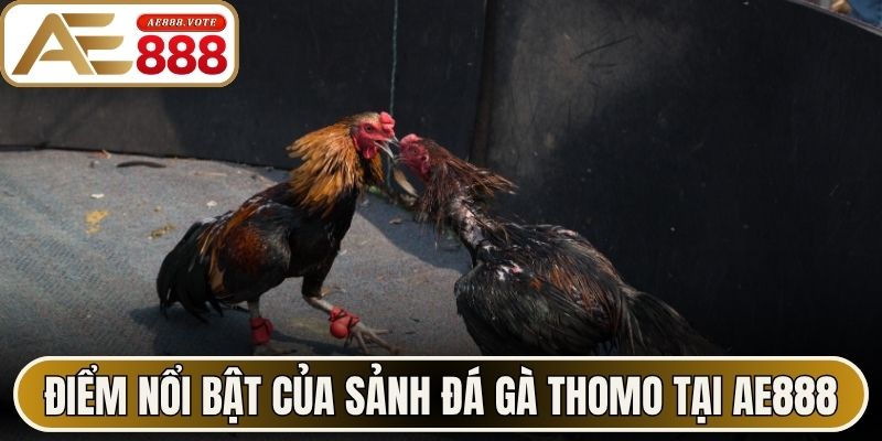 Đá Gà Thomo AE888 - Luật Đặt Cược Và Mẹo Chọn Chiến Kê 1 Điểm nổi bật của sảnh đá gà Thomo tại AE888
