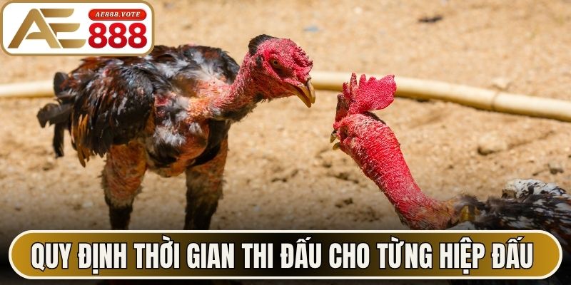 Đá Gà Thomo AE888 - Luật Đặt Cược Và Mẹo Chọn Chiến Kê 2 Quy định thời gian thi đấu cho từng hiệp đấu đá gà