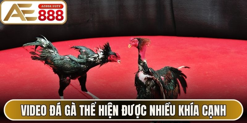 Video Đá Gà - Góc Nhìn Khách Quan Hoạt Động Tại AE888 2 Video đá gà thể hiện được nhiều khía cạnh