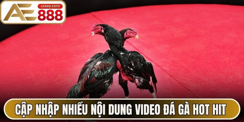 Video Đá Gà - Góc Nhìn Khách Quan Hoạt Động Tại AE888 3 Cập nhập nhiều nội dung video đá gà hot hit