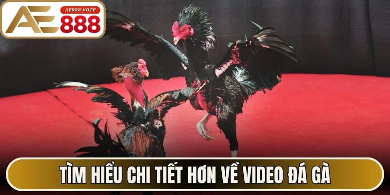 Video Đá Gà - Góc Nhìn Khách Quan Hoạt Động Tại AE888 1 Tìm hiểu chi tiết hơn về video đá gà